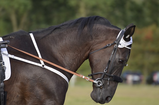 Sport Horse Therapy and Rehabilitation